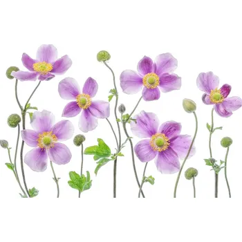 Plakát Plakát, Obraz - Anemone Japonica, Mandy Disher