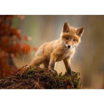 Plakát Plakát, Obraz - Fox, Robert Adamec