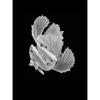 Plakát Plakát, Obraz - White Love, Andi Halil