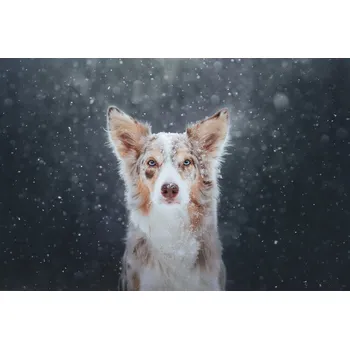 Plakát Plakát, Obraz - Blizzard, Ve Shandor