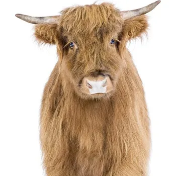 Plakát Plakát, Obraz - Baby Highland Cow, Sisi & Seb