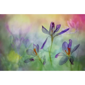 Plakát Plakát, Obraz - A bouquet of springflowers, Hilda van der Lee