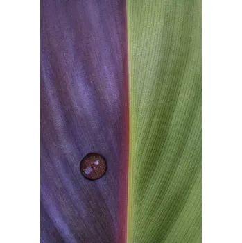 Plakát Plakát, Obraz - Canna, Stephen Clough