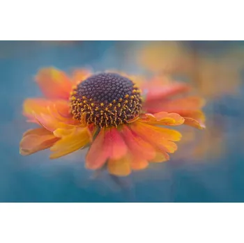 Plakát Plakát, Obraz - Summer Joy, Lydia Jacobs