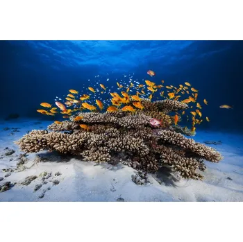 Plakát Plakát, Obraz - Marine Life, Barathieu Gabriel