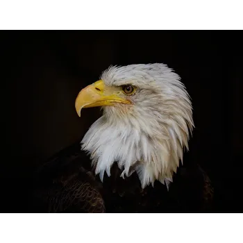 Plakát Plakát, Obraz - The Boss, Stuart Williams