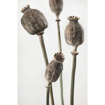 Plakát Plakát, Obraz - Dried_006, Studio Collection