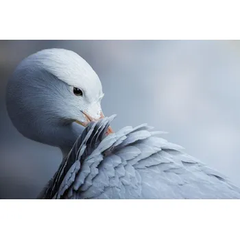 Plakát Plakát, Obraz - Natural Beauty, Krystina Wisniowska