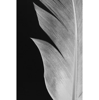 Plakát Plakát, Obraz - Feather 005, Studio Collection