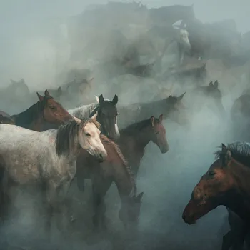 Plakát Plakát, Obraz - lost horses, Huseyin Taşkın