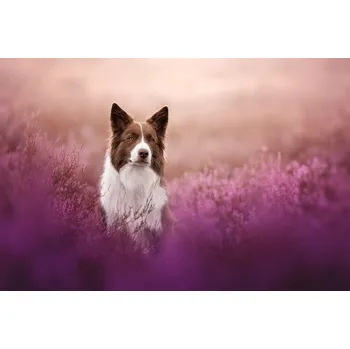 Plakát Plakát, Obraz - Heather boy, Ve Shandor