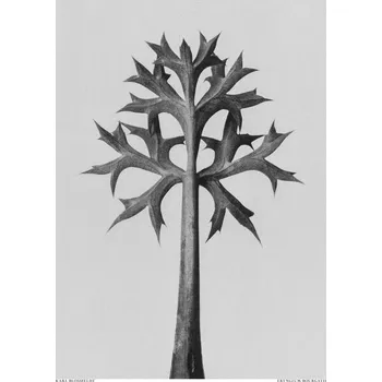 Plakát Plakát, Obraz - Eryngium Bourgatii, Studio Collection