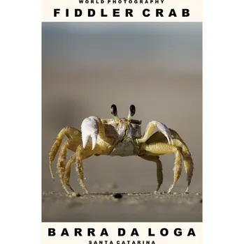 Plakát Plakát, Obraz - Fiddler Crab (Barra Da Loga, Santa Catarina)