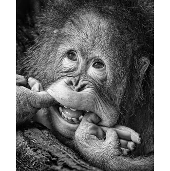 Plakát Plakát, Obraz - Big Smile.....please, Angela Muliani Hartojo