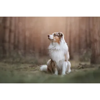 Plakát Plakát, Obraz - Waiting, Ve Shandor