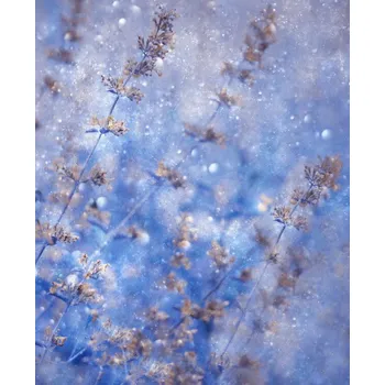 Plakát Plakát, Obraz - Early Winter, Delphine Devos