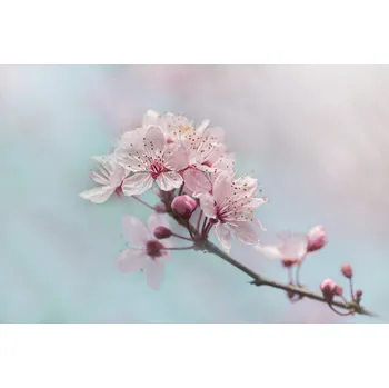 Plakát Plakát, Obraz - Fresh, Jacky Parker