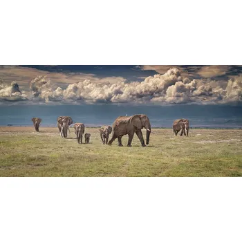 Plakát Plakát, Obraz - Amboseli wonderland, Jeffrey C. Sink
