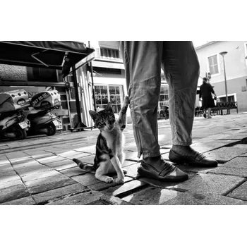 Plakát Plakát, Obraz - Untitled, Ali Ayer