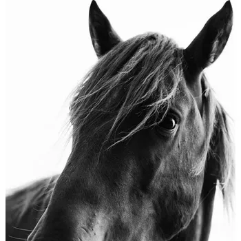 Plakát Plakát, Obraz - Black Beauty, Kubistika