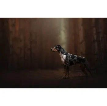 Plakát Plakát, Obraz - Forest fairy, Ve Shandor