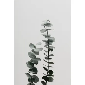 Plakát Plakát, Obraz - Eucalyptus Natural 03, Studio Collection