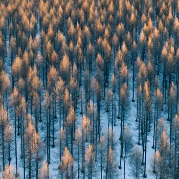 Plakát Plakát, Obraz - Fire, Bingo Z