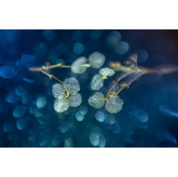 Plakát Plakát, Obraz - Art of nature, Piet Haaksma