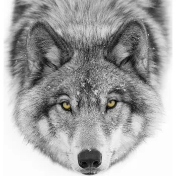 Plakát Plakát, Obraz - Yellow eyes - Timber Wolf, Jim Cumming