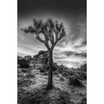 Plakát Plakát, Obraz - Charming Sunset In Joshua Tree National Park, Melanie Viola