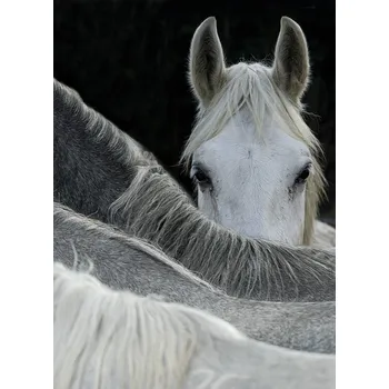 Plakát Plakát, Obraz - Look, Milan Malovrh