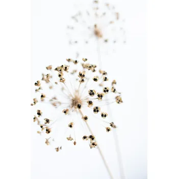 Plakát Plakát, Obraz - Dried Flower_2_natural, Studio Collection