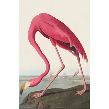 Plakát Plakát, Obraz - The Pink Flamingo, John James Audubon