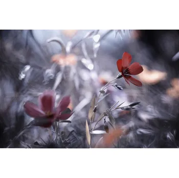 Plakát Plakát, Obraz - Une Fleur, une Histoire, Fabien	BRAVIN