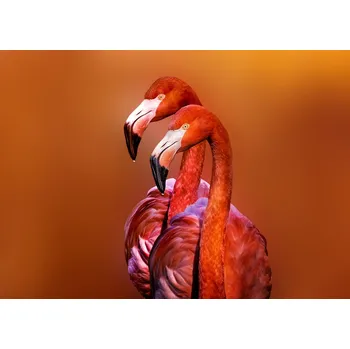 Plakát Plakát, Obraz - Flamingo Portrait, Richard Reames