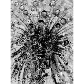 Plakát Plakát, Obraz - plant, Finlay & Noa