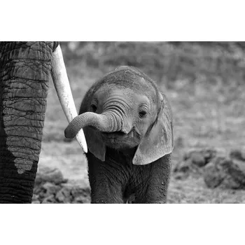 Plakát Plakát, Obraz - Close, Bjoern Alicke