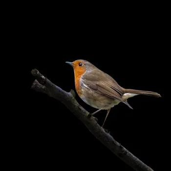 Plakát Plakát, Obraz - Birdie, Hardik Pandya