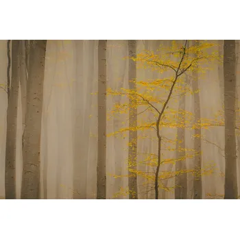 Plakát Plakát, Obraz - Forest in fall, Vio Oprea