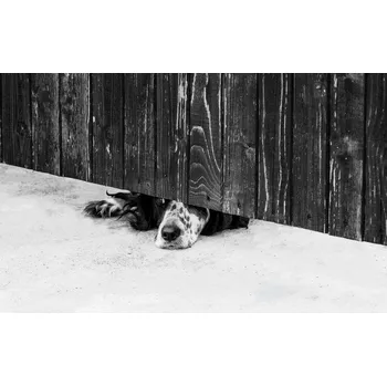 Plakát Plakát, Obraz - Wish, Zhecho Planinski