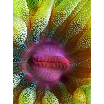 Plakát Plakát, Obraz - Cup Coral Portrait, Henry Jager