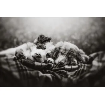 Plakát Plakát, Obraz - Slumber party, Ve Shandor