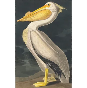 Plakát Plakát, Obraz - The White Pelican, John James Audubon