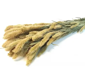 Koření Setárie sušená přírodní zelená, svazek 50g