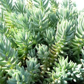 Sazenice Sedum reflexum Blue Spruce