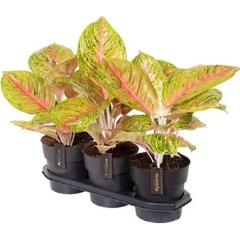 Sazenice Aglaonema grand blossom 19 cm