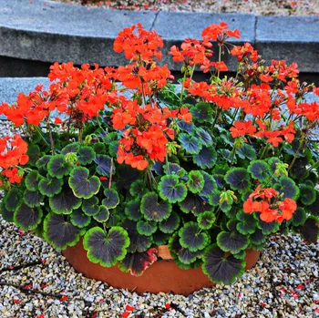 Semeno Muškát páskatý Nekita Scarlet F1 - Pelargonium zonale - osivo muškátu - 4 ks