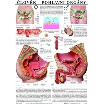 Bystrá hlava Plakát - Člověk - Pohlavní orgány