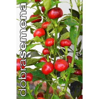 Semeno DOBRÁ SEMENA PAPRIKA TRINIDAD HOT CHERRY - roční pálivá 10 Ks