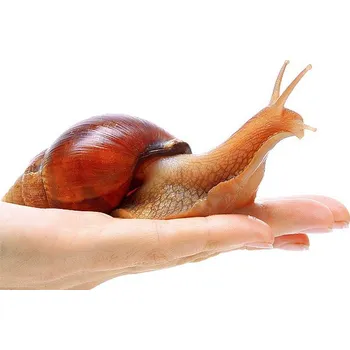 Terárium Výbava terária - oblovka (Achatina)